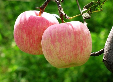 قیمت خرید سیب گلاب تابستانی + فروش ویژه